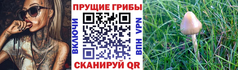 Галлюциногенные грибы ЛСД  как найти наркотики  Кологрив 